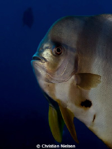 Batfish in close-up.
Shot with the versatile 14-54 mm le... by Christian Nielsen 